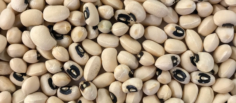 California Blackeye, Cowpea Seeds