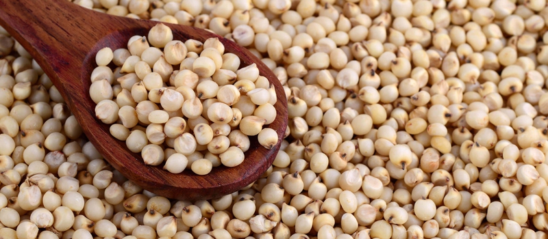 Sorghum Grain