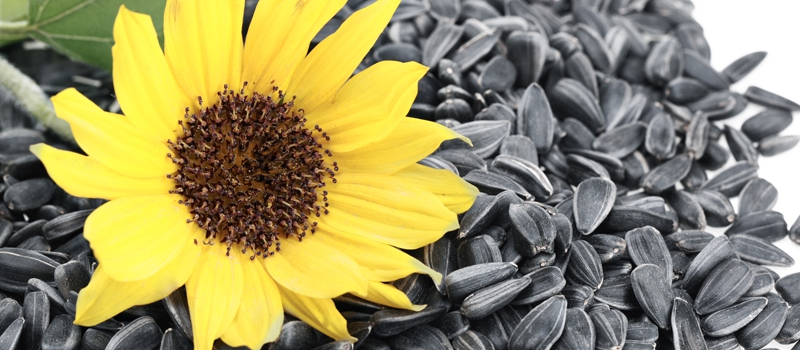 Sun Flower Oil Seed