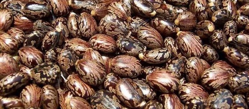 Castor Seeds & oil