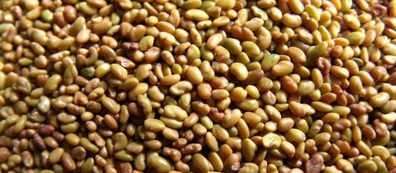 Lucerne Fodder Seed